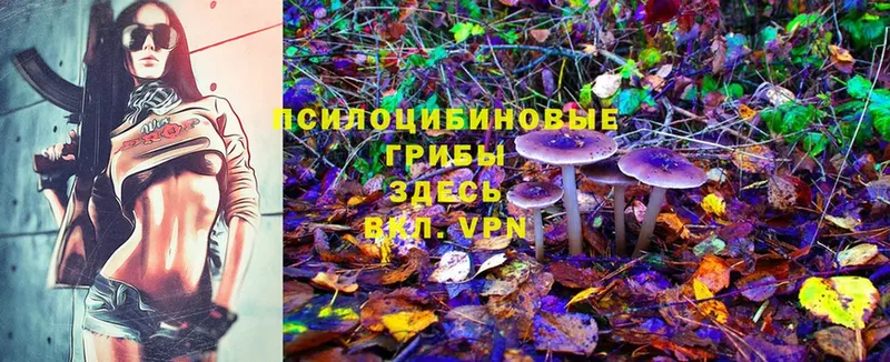 Псилоцибиновые грибы MAGIC MUSHROOMS  наркошоп  Иланский 